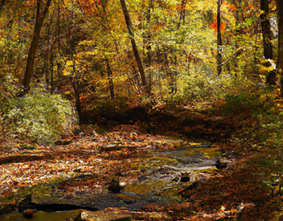 Fall in Delaware with vibrant colors and a soft creek