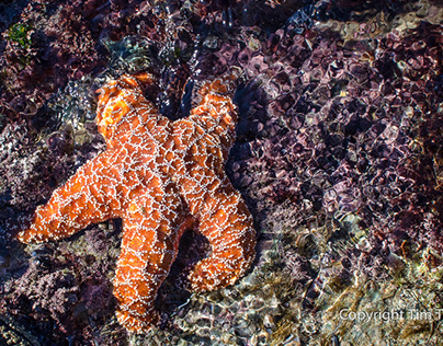 Starfish in Laguna Beach, CA
