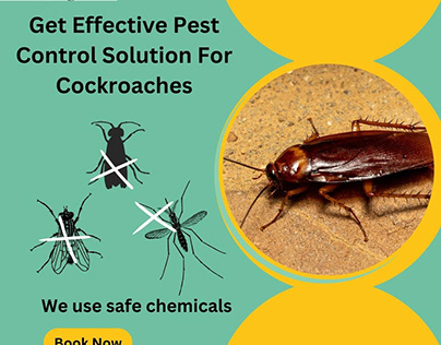 Get Effective Pest Control Solution For Cockroaches