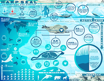 Animal Infographic: HARP SEAL