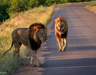 Central Kruger National Park | Dec 2022