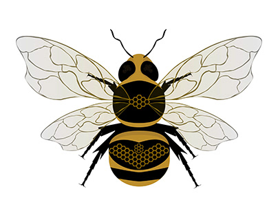 The Bee (Apis mellifera)