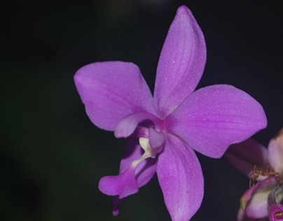 Violet Orchid Flower