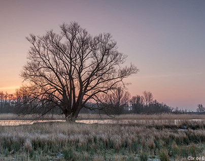 Seasons in Brabant Biesbosch