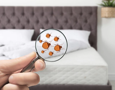 Common Signs And Symptoms Of A Bed Bug Infestation