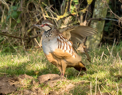 Red Legged (French) Partridge