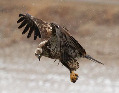 Immature Eagle in Snowstorm