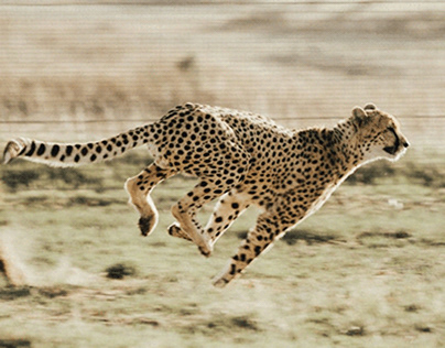 Cheetah Design System - Postmedia