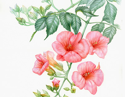 Botanical watercolor painting of Trumpet vine flower.