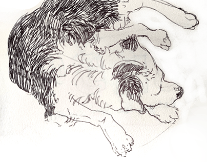 Dog's drawing