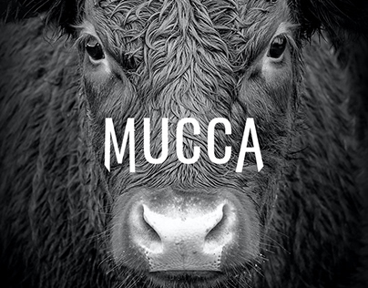 Mucca | Brand Identity Design