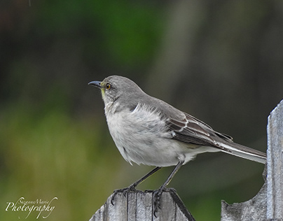 Mockingbird on my fence