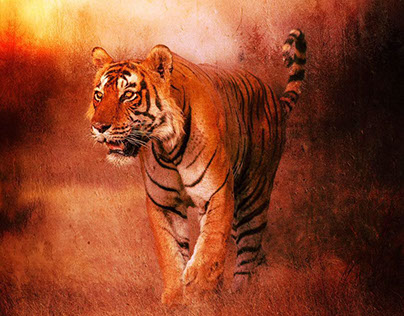 Painterly portrait - Tiger