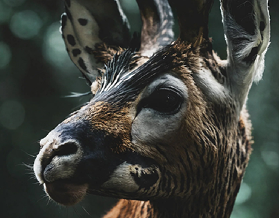 Picture of a deer in the forest