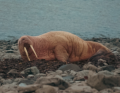 Sleepy walrus in Iceland
