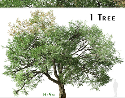 Valley oak Tree (Quercus lobata) (1 Tree)