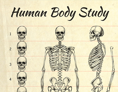 Human Body Study