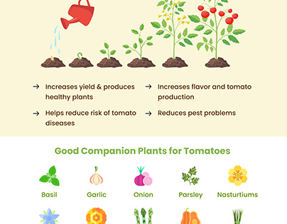 9 Companion Plants for Tomatoes
