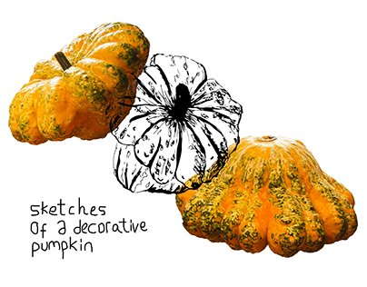 Sketches of a Decorative Pumpkin