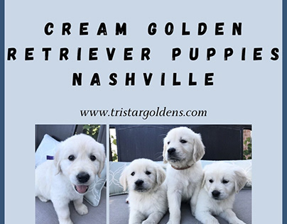 Cream Golden Retriever Puppies Nashville