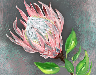 Pink Protea