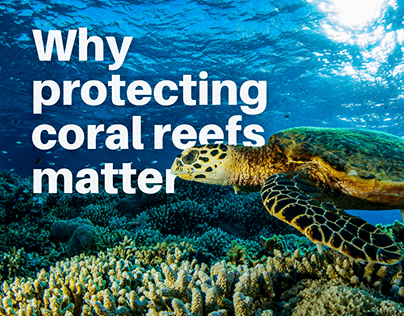 Why Protecting Coral reefs Matter