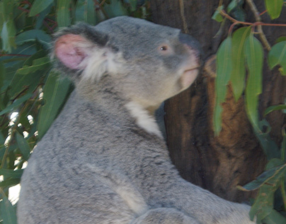 Rencontre Magique à Lone Pine Koala Sanctuary (2006)