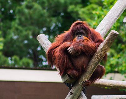 Thoughtful orangutan