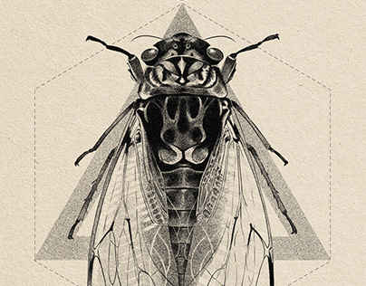 Cicada & Beetle