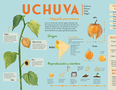 Infografía científica Uchuva