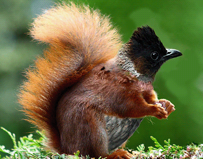 half bird half squirrel