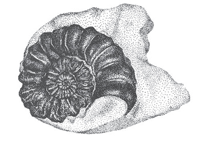 Ammonite Stipple