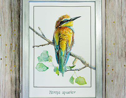Merops apiaster - watercolor illustrtion