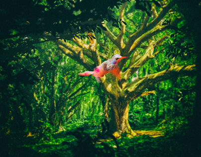 Forest, Bird 1000 x 1000 px