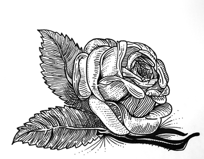 Lined rose