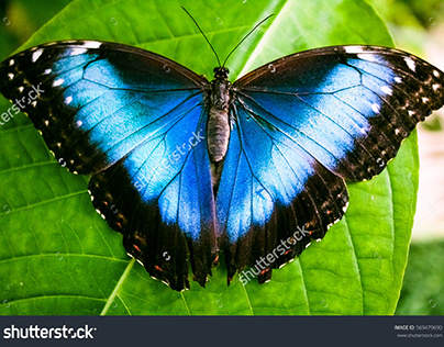 Butteflies - Stock Photos