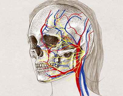 FACIAL ANATOMY - Skull, muscles and veins of the face