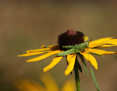 Insects on Black Eyed Susan's