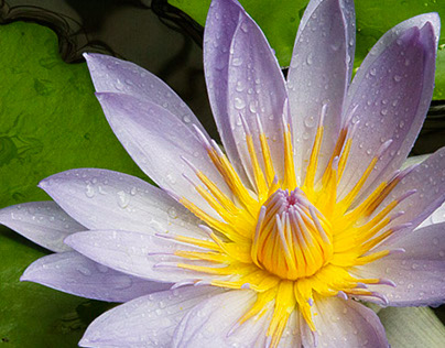 Conservatory Water Lily