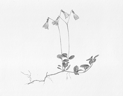 Project thumbnail - Linnea borealis. Twinflower