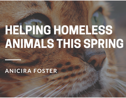 Helping Homeless Animals This Spring