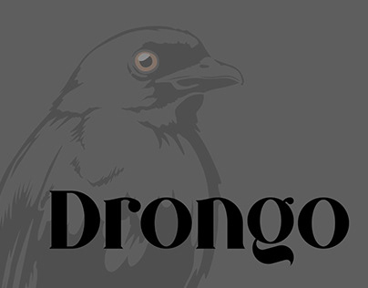Drongo the bird