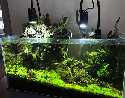 Planted Fish Tank with Kessil LED Lights