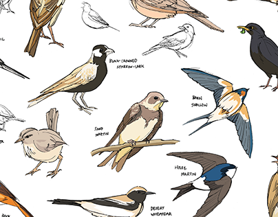 Sketchbook: Avian Studies