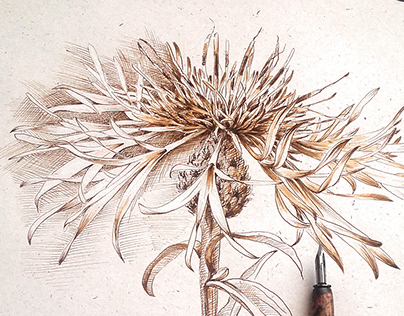 Botanical ink illustration - Centaurea Series