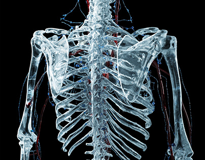 Human Lymphatic System CG Visualization