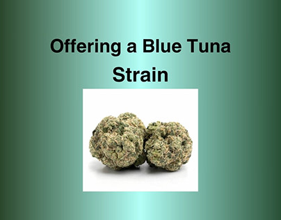 Offering a Blue Tuna Strain