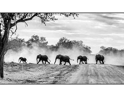 Éléphants d'Afrique