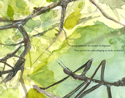 About Stick Insects