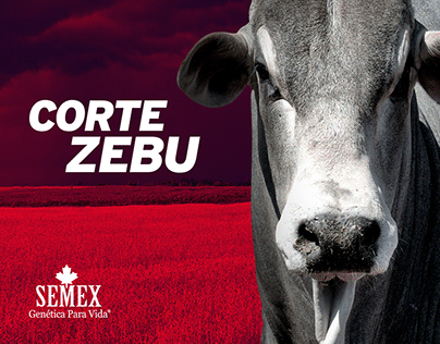 Corte Zebu - Semex Brasil